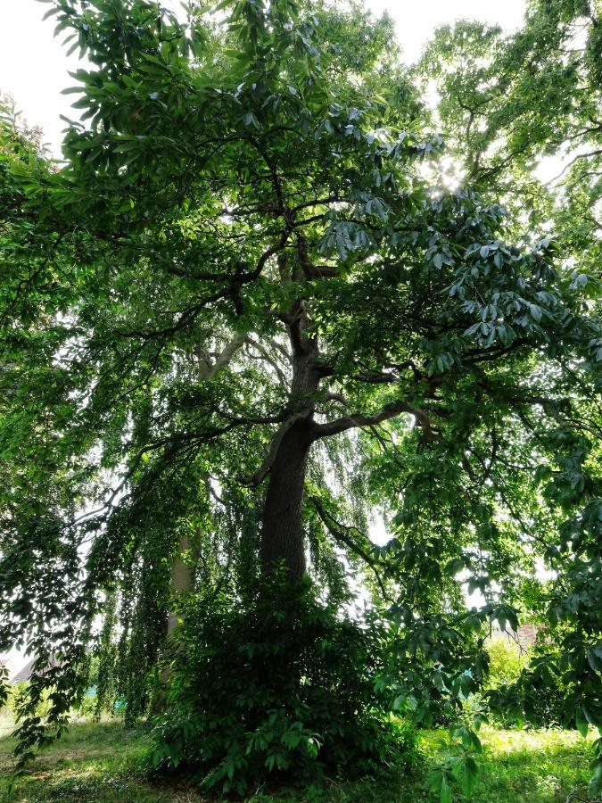 Mille Et Une Feuilles Saint-Martin-Lez-Tatinghem Экстерьер фото
